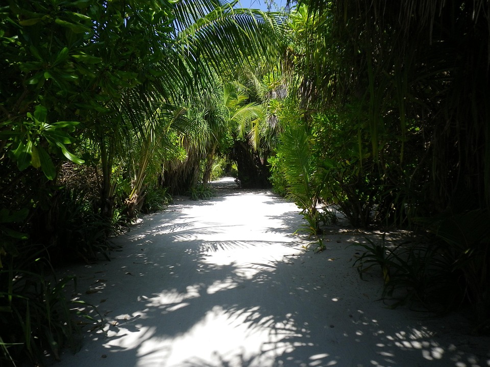 Path In Sand Sand Path Jungle The - Free photo on Pixabay - Pixabay