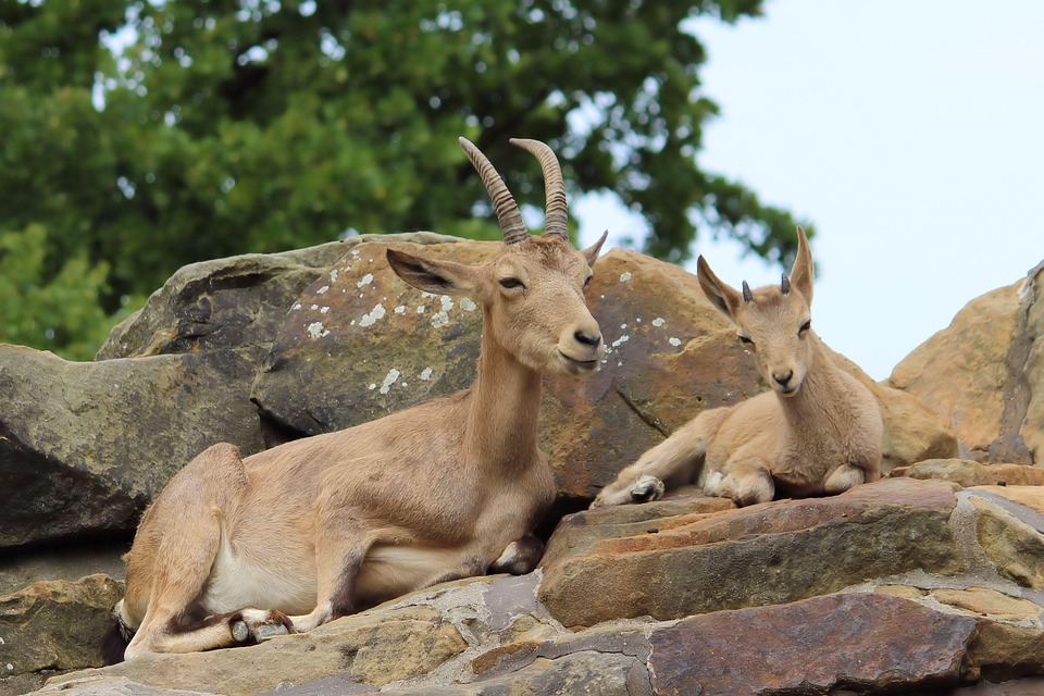 角のある動物 野生動物 動物園 - Pixabayの無料写真