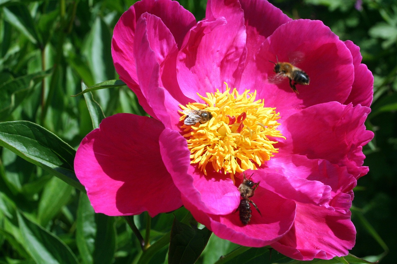 Bee Blossom Bloom - Free photo on Pixabay - Pixabay