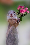 roses, bouquet, flowers