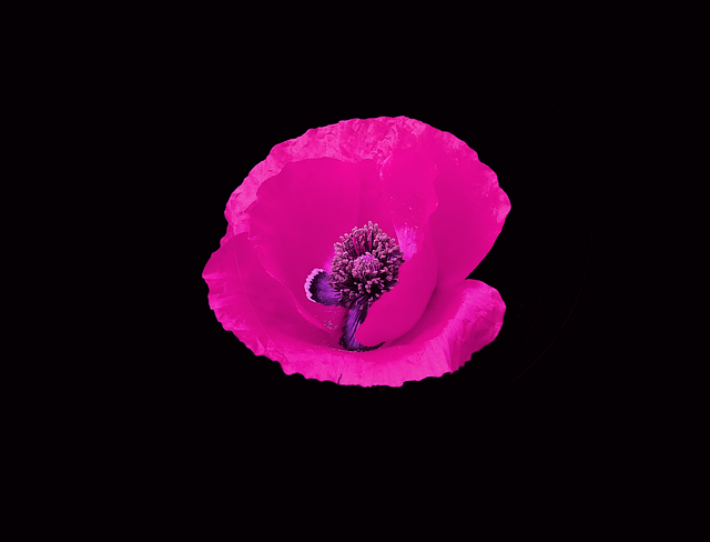 Free Flower Artistic photo and picture