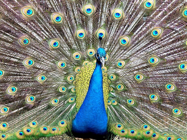 Free Peacock Nature photo and picture