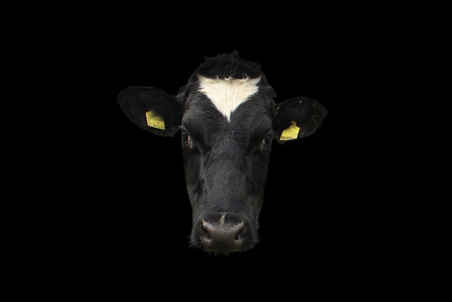 Free Cow Cow Face photo and picture