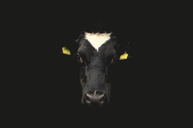 Free Cow Cow Face photo and picture