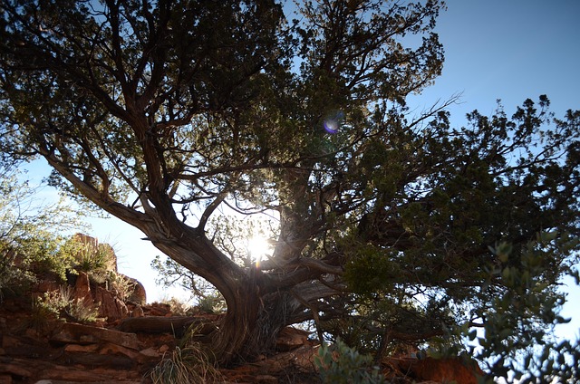 Free Tree Sun photo and picture