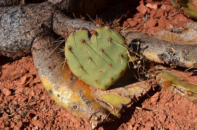 Free Cactus Heart photo and picture