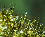 morning dew, moss, dew