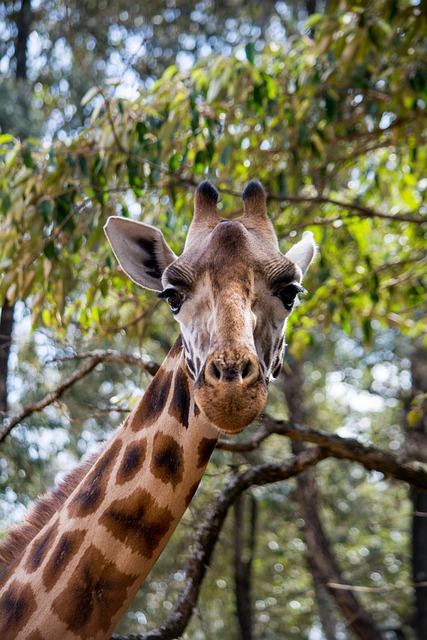Free Giraffe Wildlife photo and picture