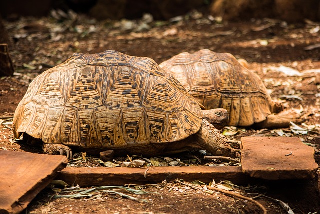 Free Tortoise Wildlife photo and picture