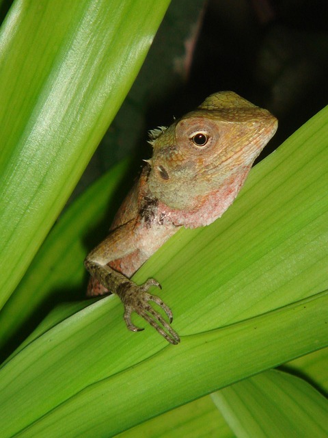 Free Gecko Maldives photo and picture