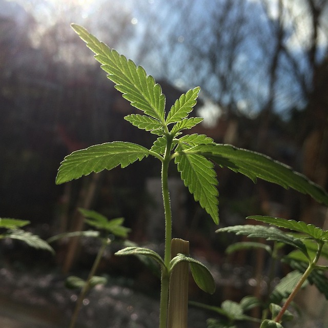 Free Seedling Foliage photo and picture