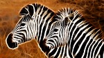 animal, stripes, animals