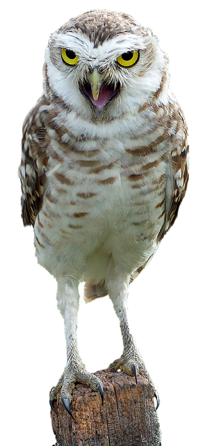 Eule, Vogel, Wild, Natur, Tier, Tierwelt