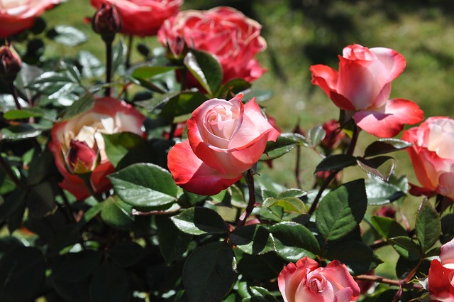 Rose, Garten, Sommer, Feder, Blumen