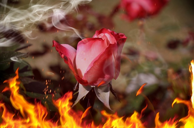 Rosa, Feuer, Heiß, Garten, Sommer, Feder