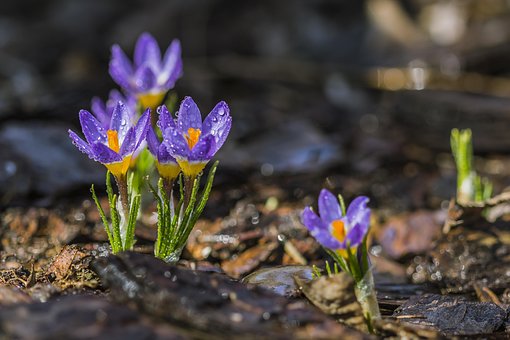 Purple Crocus, Spring, Flower, Purple