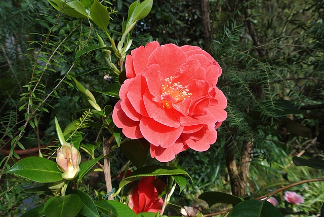 Free Cologne Flora photo and picture