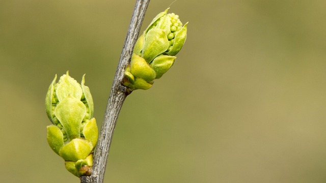 Free Spring New Shoots photo and picture