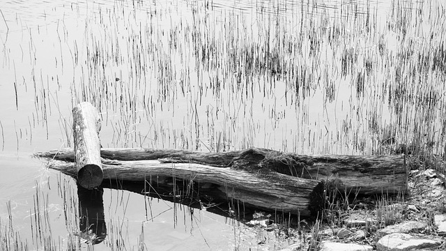 Free Solitude Still photo and picture