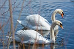 swan, water, bird