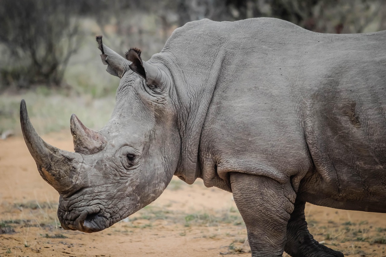 100 000 Free Black Rhinoceros Rhinoceros Images Pixabay