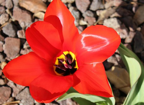 Tulpe, Rot, Blume, Feder, Blüte
