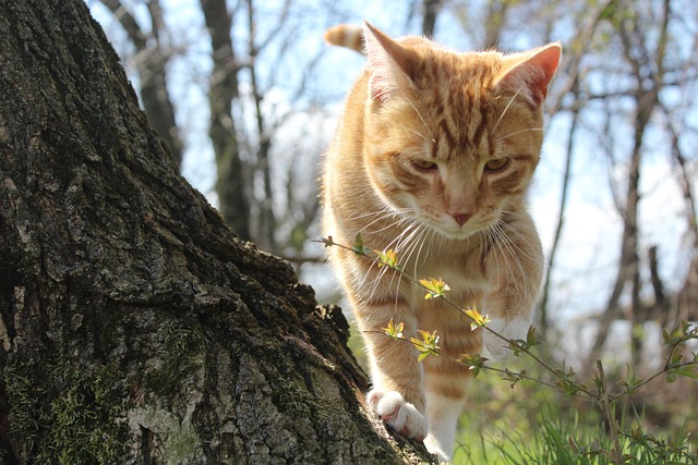 Free Cat Flower photo and picture
