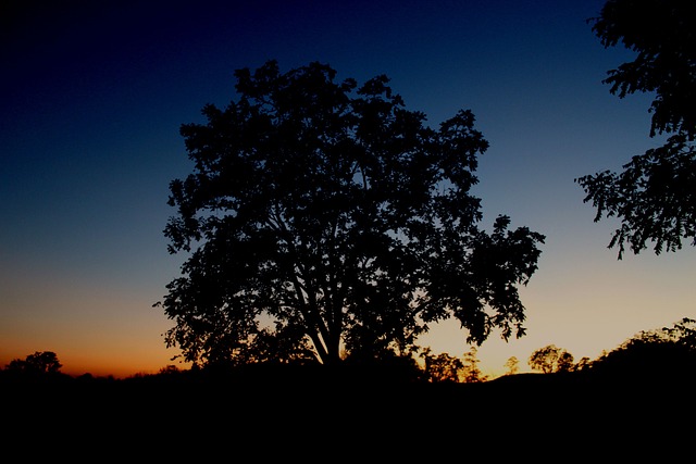 Free Silhouette Tree photo and picture