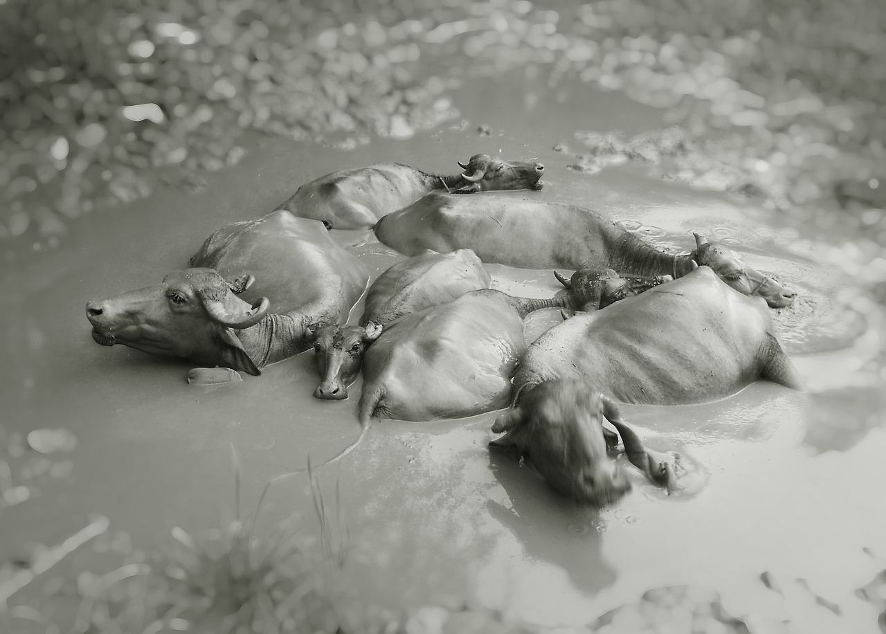 Black And White - free online jigsaw puzzle photo