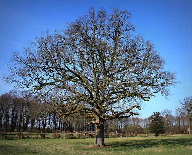 Baum Park Frühling - Kostenloses Foto auf Pixabay - Pixabay