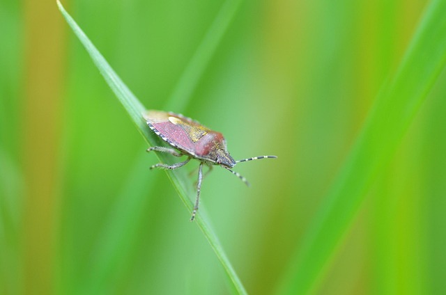 Free Beetle Bugs photo and picture