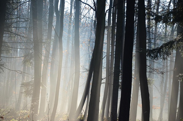 Free Forest Trees photo and picture