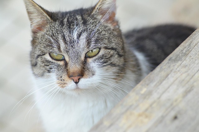 Free Cat Homemade photo and picture