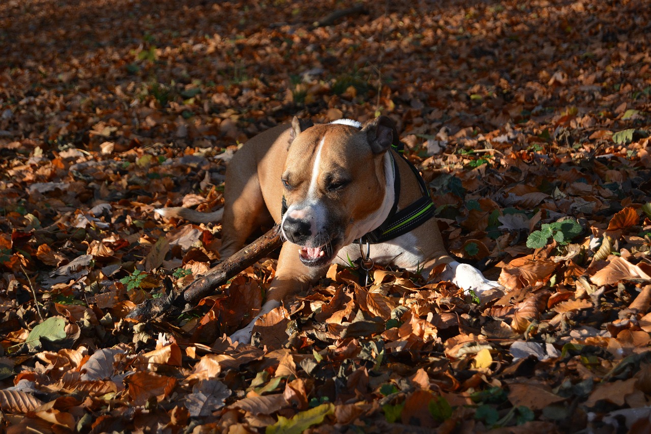 Dog Fall Amstaff - Free photo on Pixabay - Pixabay