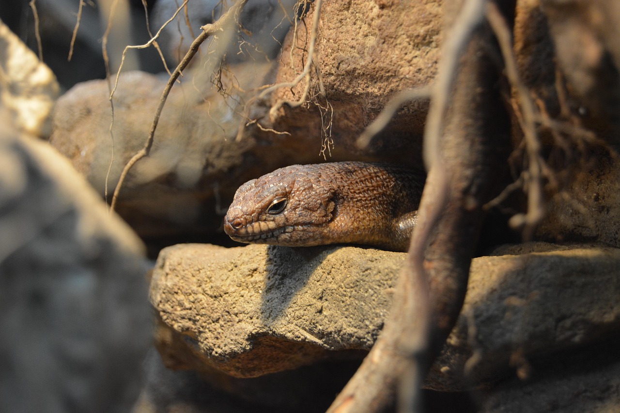 Reptile Rock Schuppenkriechtier Free photo on Pixabay