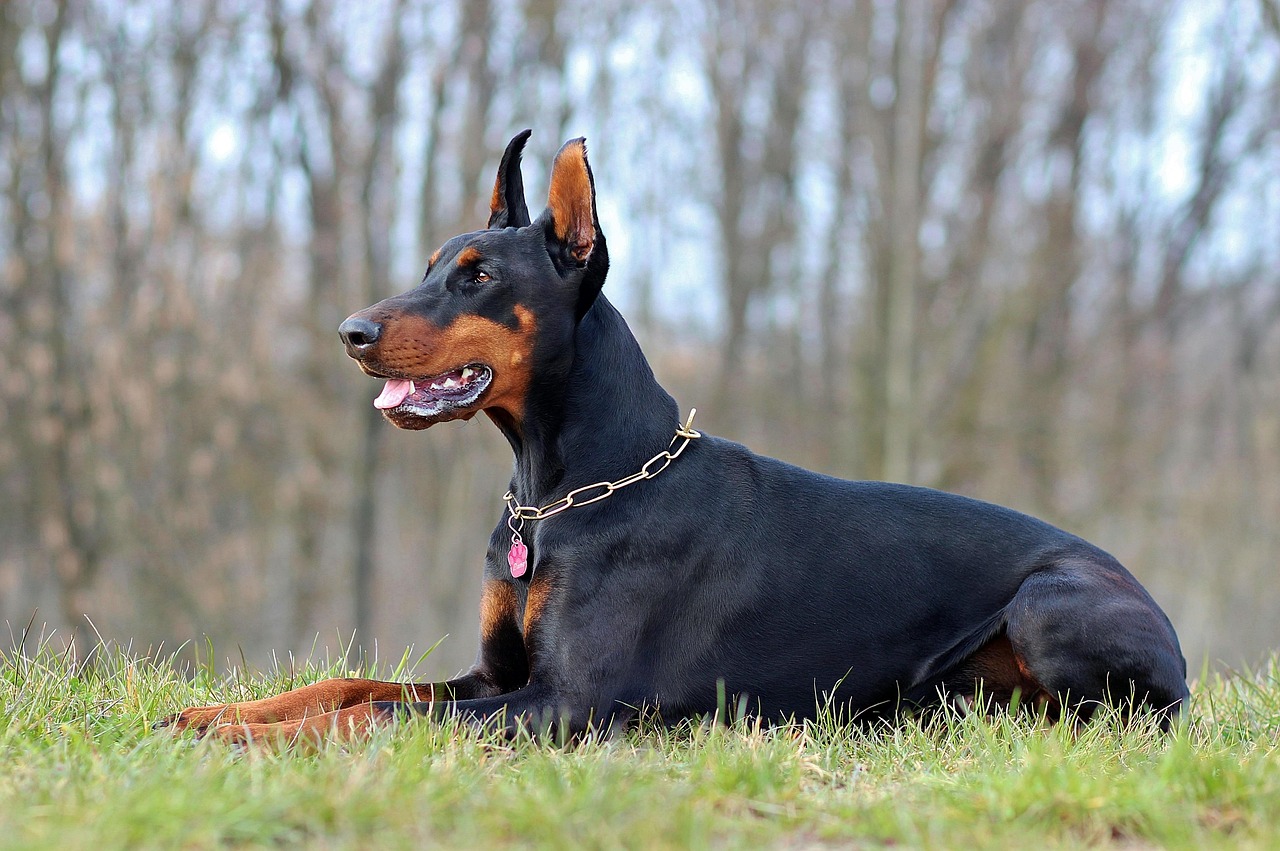 50 000 Kostenlose Dobermann Hund Und Dobermann Bilder Pixabay 50 000 Kostenlose Dobermann Hund Und Dobermann Bilder Pixabay