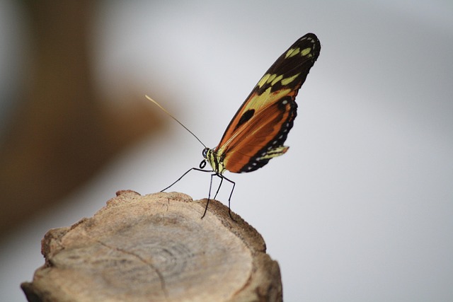 Schmetterling, Falter, Insekt, Natur