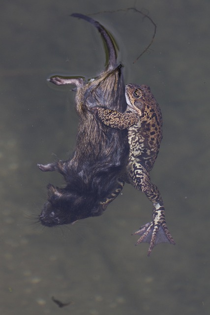 Rana, Naturaleza, Ratón, Estanque, Agua