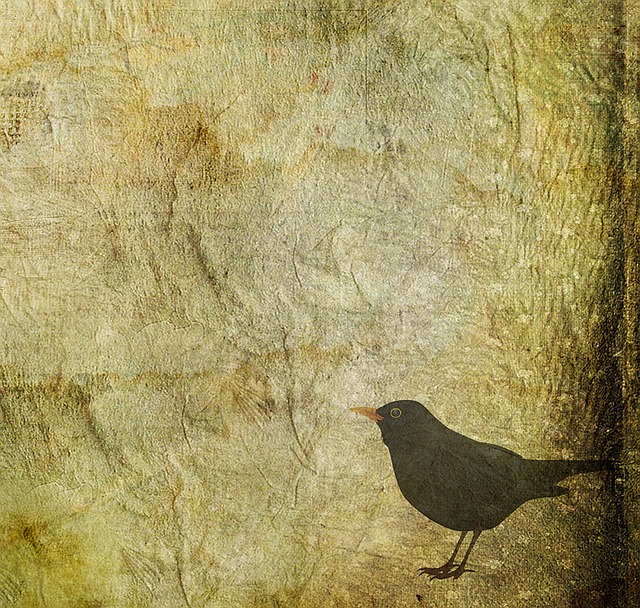 Free blackbird bird animal illustration