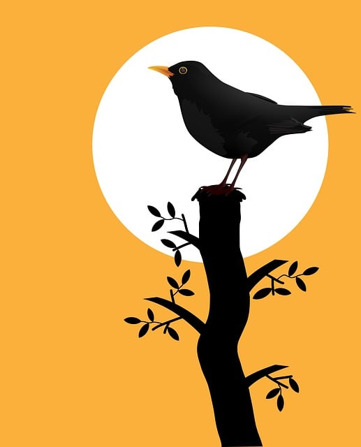 Free blackbird bird silhouette illustration