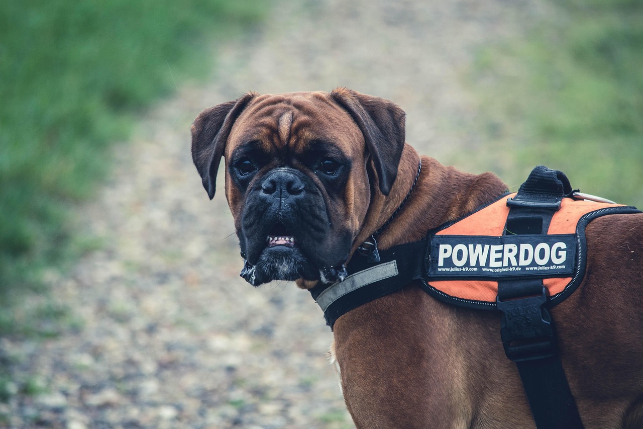 動物 犬 ペット Pixabayの無料写真