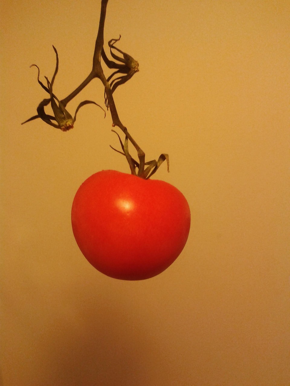Tomato Fruits Vegetables Free photo on Pixabay Pixabay