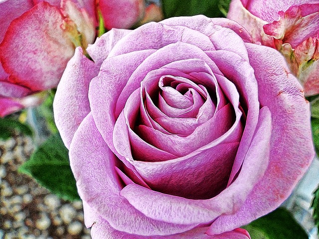 Free rose lilac petals illustration
