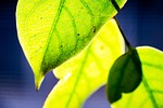 nature, sun, leaf