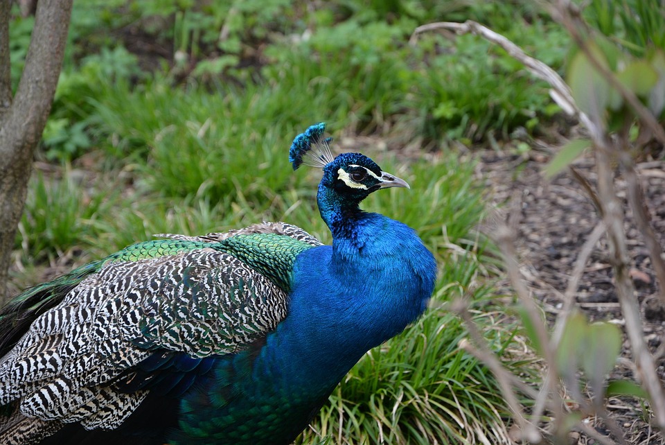 Burung Biru Kebun Binatang Foto Gratis Di Pixabay