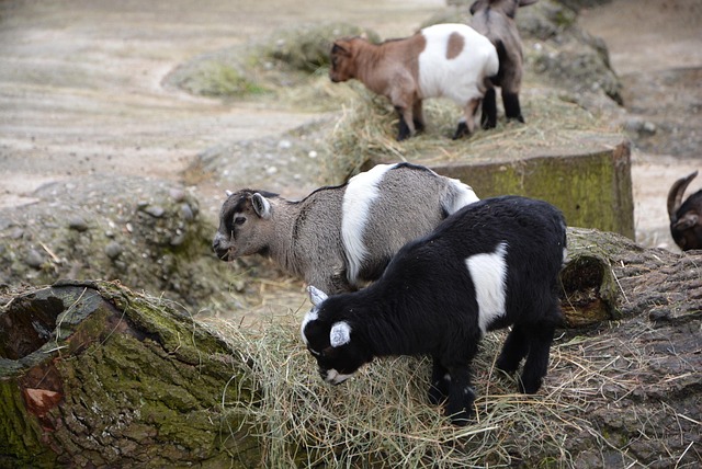 Ziege, Baby, Tier, Niedlich, Ziege Baby