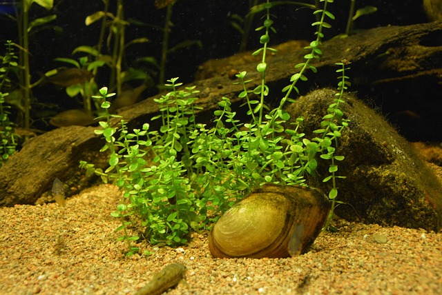 Wasserpflanze, Grün, Zoo, Natur, Seerose