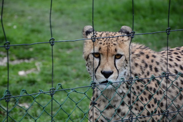 Zoo, Gepard, Katze, Natur, Tierwelt