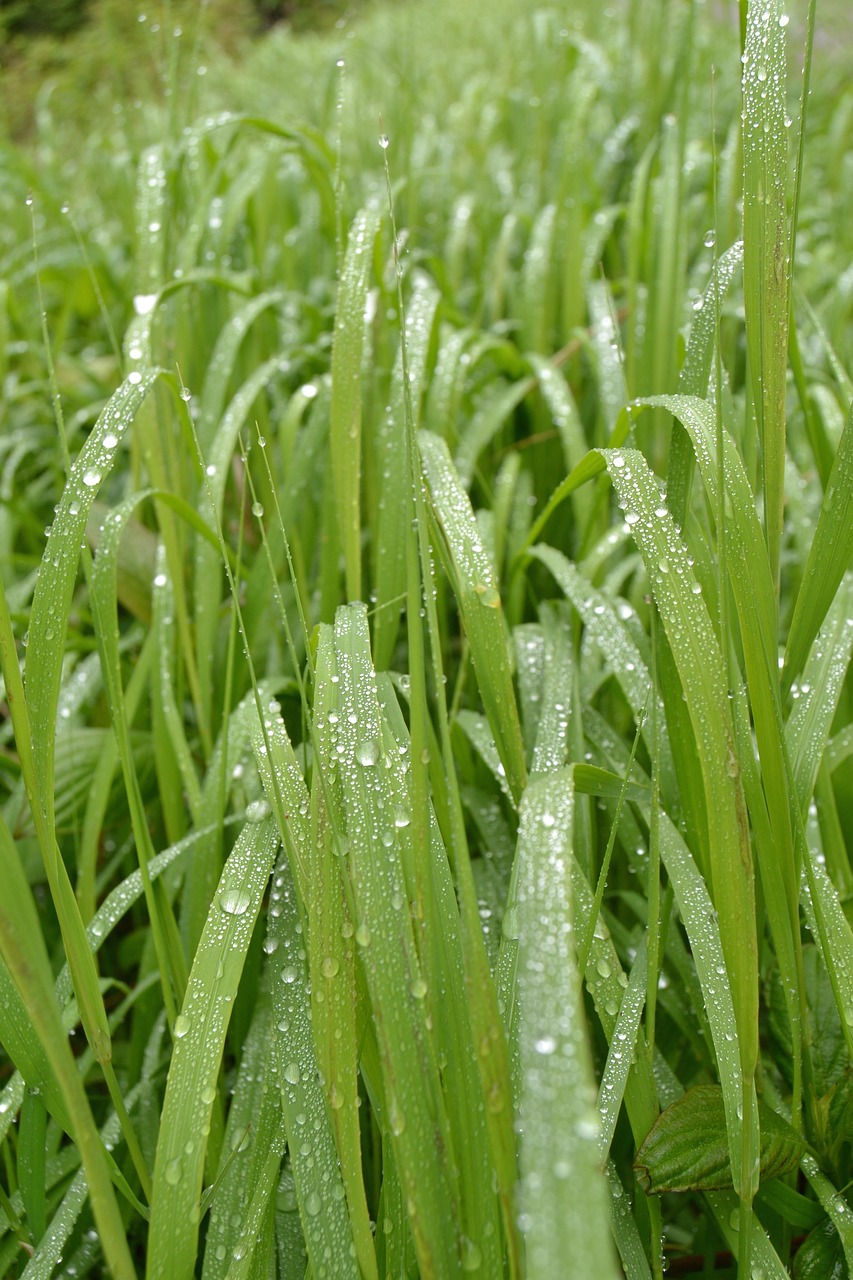 Grass Field Droplets Drop Of - Free photo on Pixabay - Pixabay