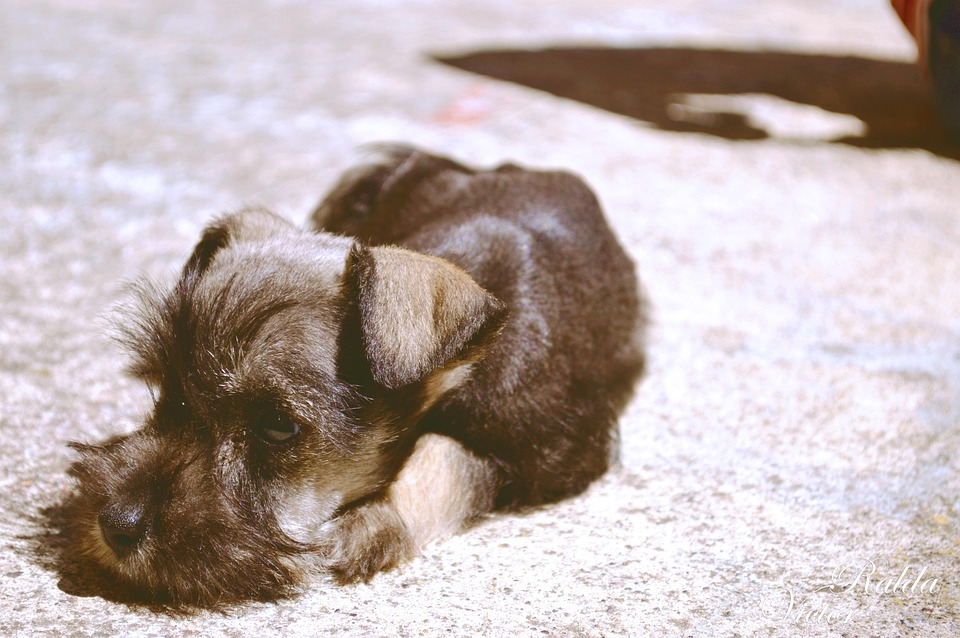 犬 シュナウザー 敷設 Pixabayの無料写真